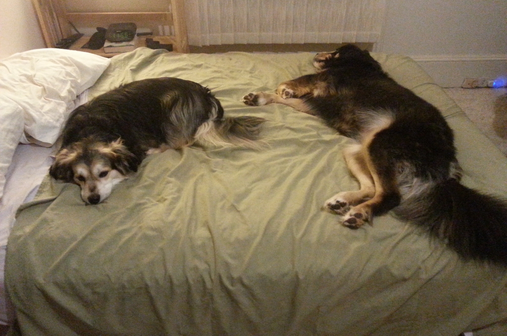 Bailey & Rocky - August 2016